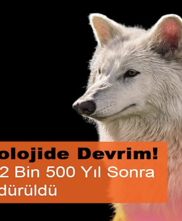 Nesli Tükenen Ulukurtlar 12 Bin Yıl Sonra Hayata Döndürüldü